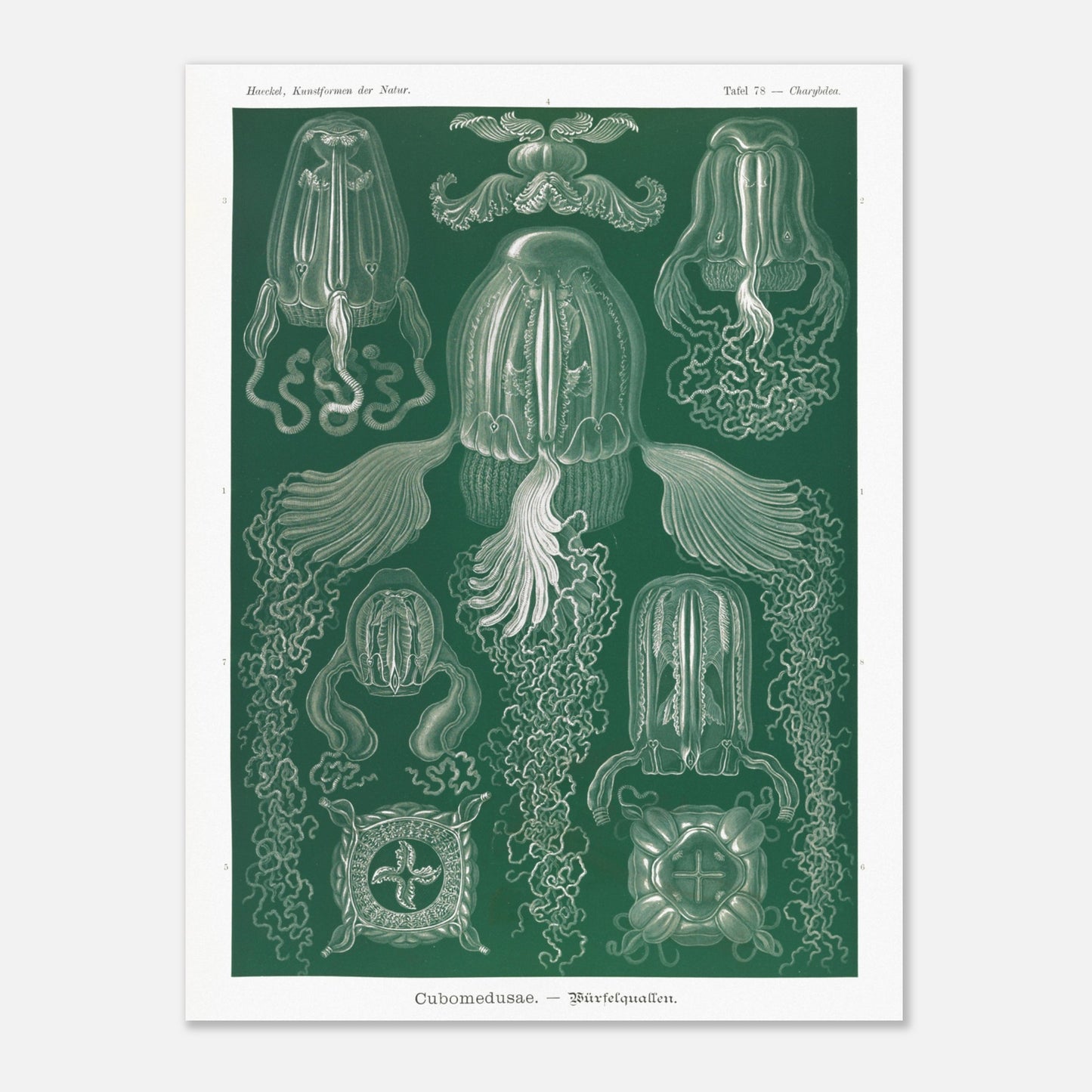 Planche scientifique de cubozoaires par Ernst Haeckel (60x80 cm). Planche scientifique par Ernst Haeckel illustrant différentes formes de cubozoaires, méduses de forme cubique, sur fond vert.