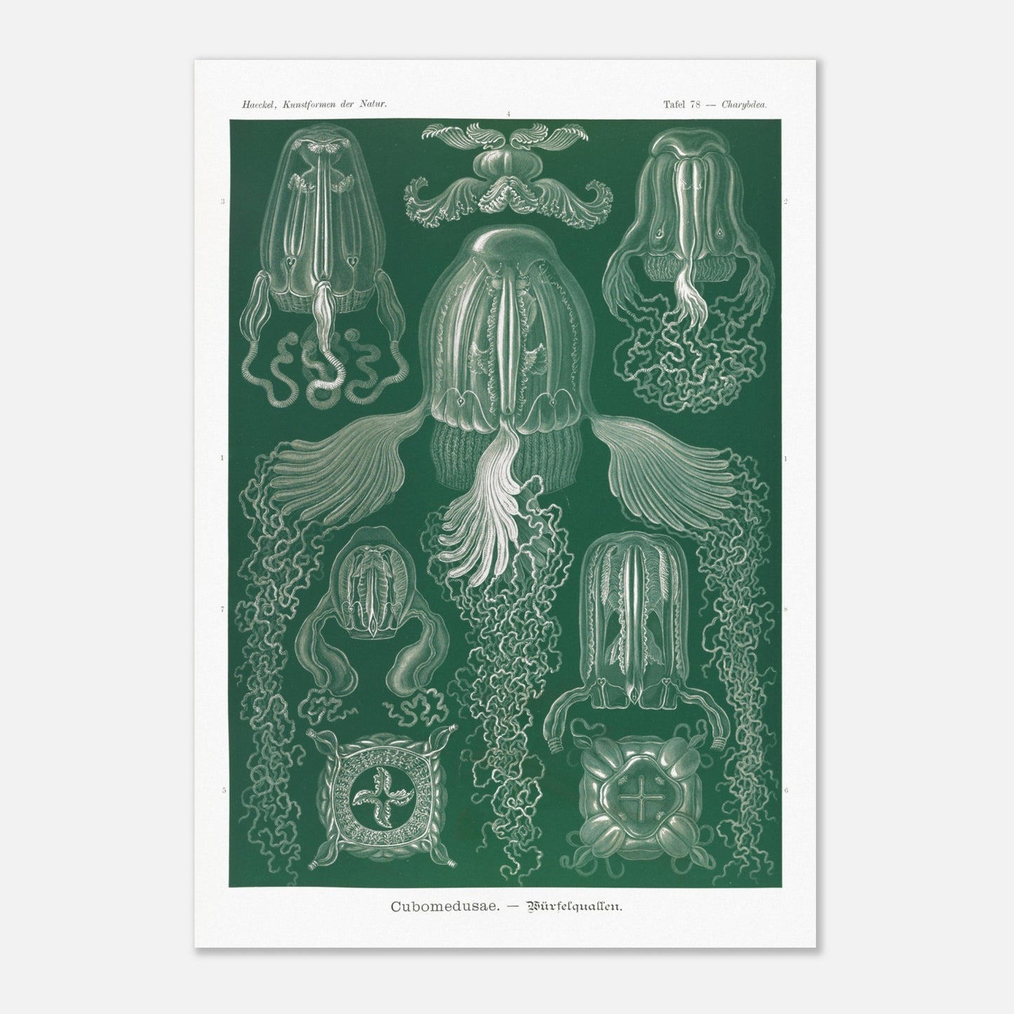 Planche scientifique de cubozoaires par Ernst Haeckel (70x100 cm). Planche scientifique par Ernst Haeckel illustrant différentes formes de cubozoaires, méduses de forme cubique, sur fond vert.