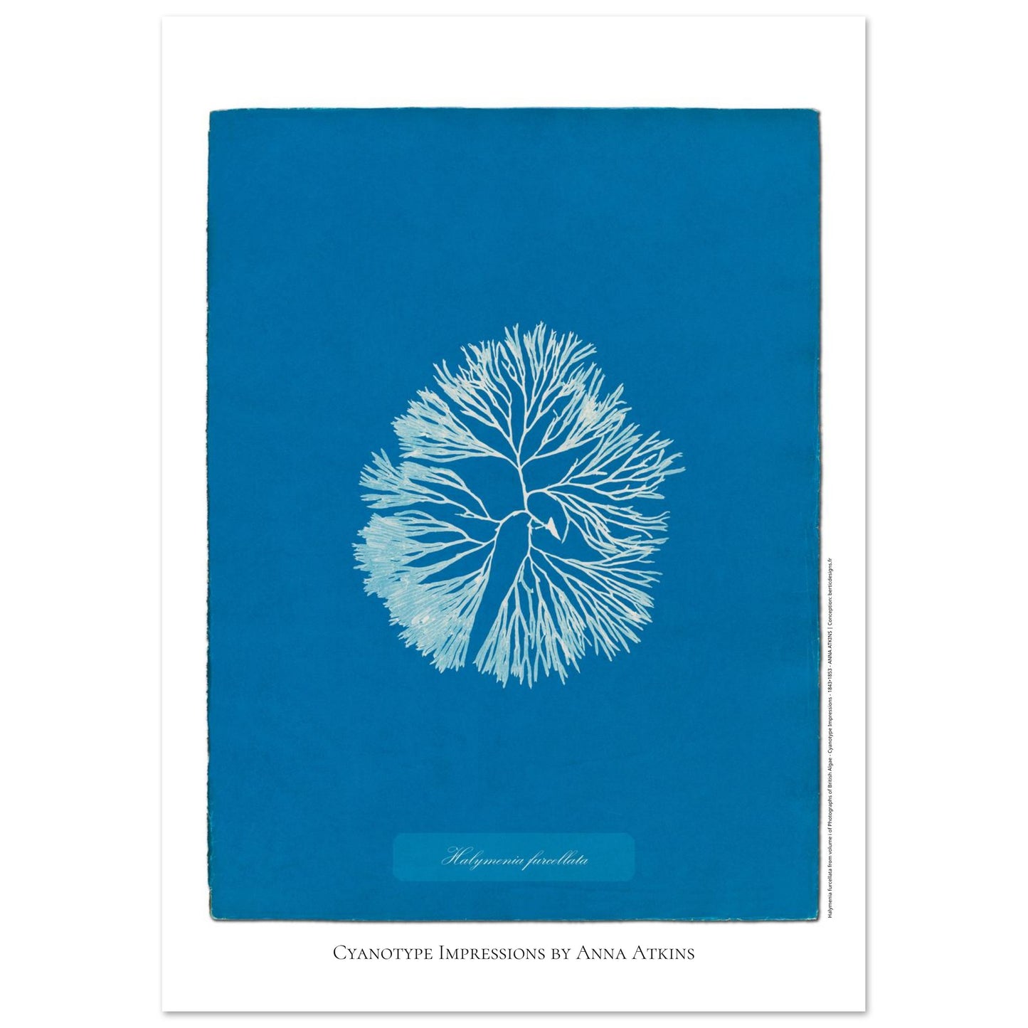 Planche d'algue Halymenia furcellata, cyanotype d'Anna Atkins (21x29,7 cm (A4)). Reproduction d'une cyanotypie d'Anna Atkins présentant l'algue Halymenia furcellata sur un fond bleu intense.