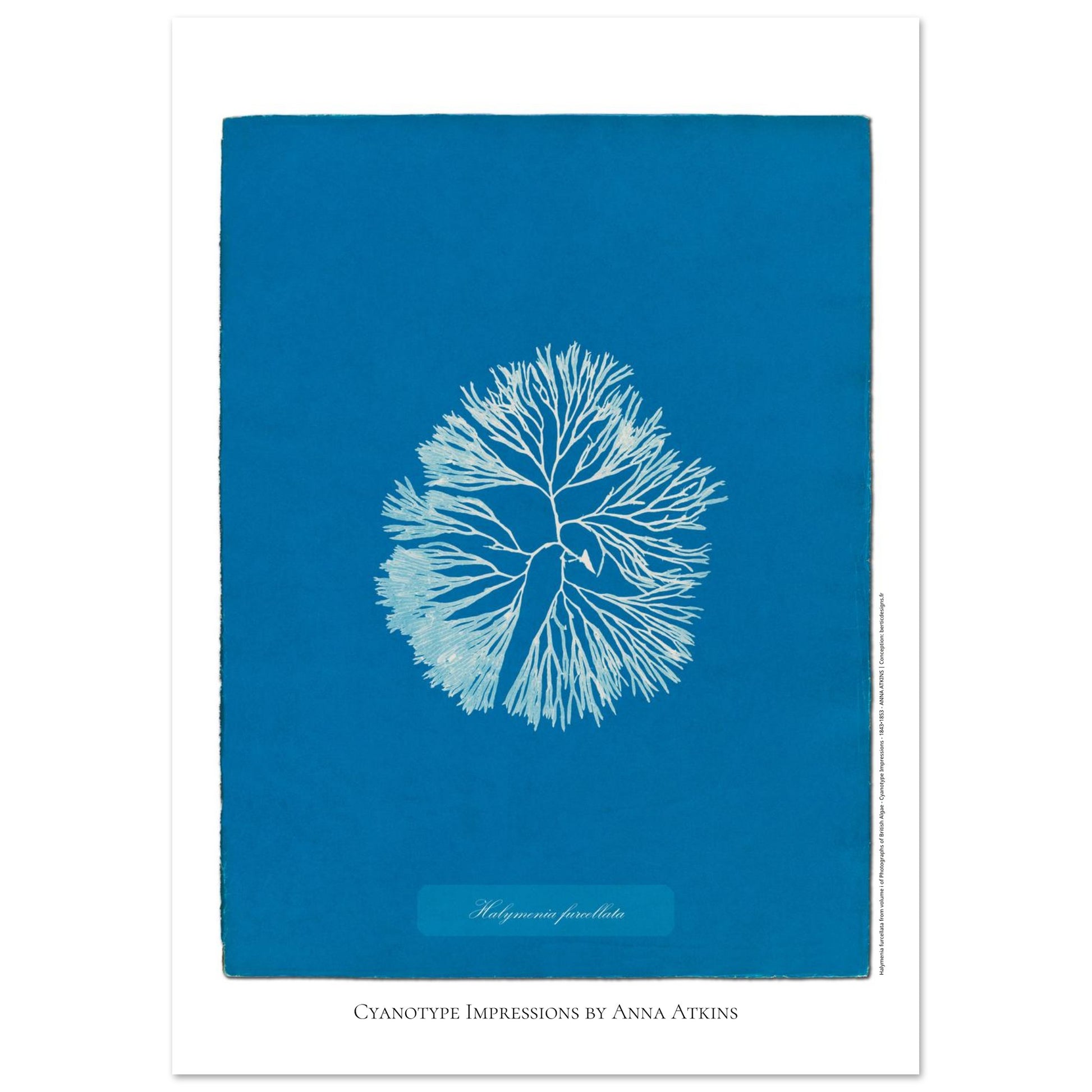 Planche d'algue Halymenia furcellata, cyanotype d'Anna Atkins (21x29,7 cm (A4)). Reproduction d'une cyanotypie d'Anna Atkins présentant l'algue Halymenia furcellata sur un fond bleu intense.