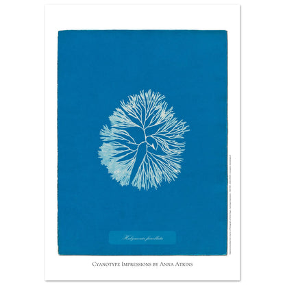 Planche d'algue Halymenia furcellata, cyanotype d'Anna Atkins (21x29,7 cm (A4)). Reproduction d'une cyanotypie d'Anna Atkins présentant l'algue Halymenia furcellata sur un fond bleu intense.