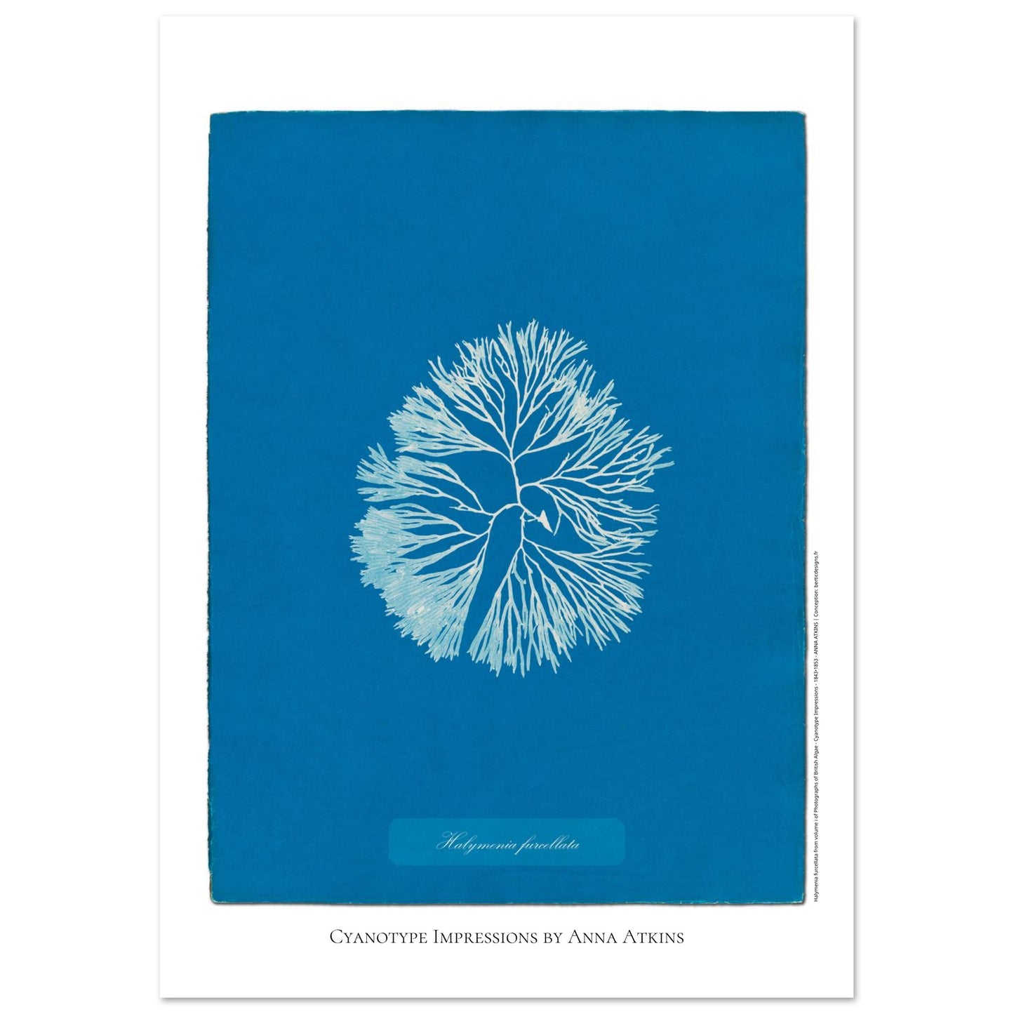 Planche d'algue Halymenia furcellata, cyanotype d'Anna Atkins (29,7x42 cm (A3)). Reproduction d'une cyanotypie d'Anna Atkins présentant l'algue Halymenia furcellata sur un fond bleu intense.