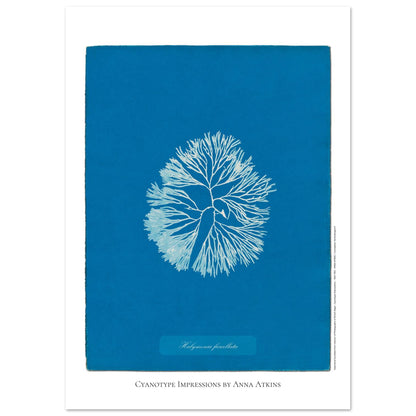 Planche d'algue Halymenia furcellata, cyanotype d'Anna Atkins (29,7x42 cm (A3)). Reproduction d'une cyanotypie d'Anna Atkins présentant l'algue Halymenia furcellata sur un fond bleu intense.