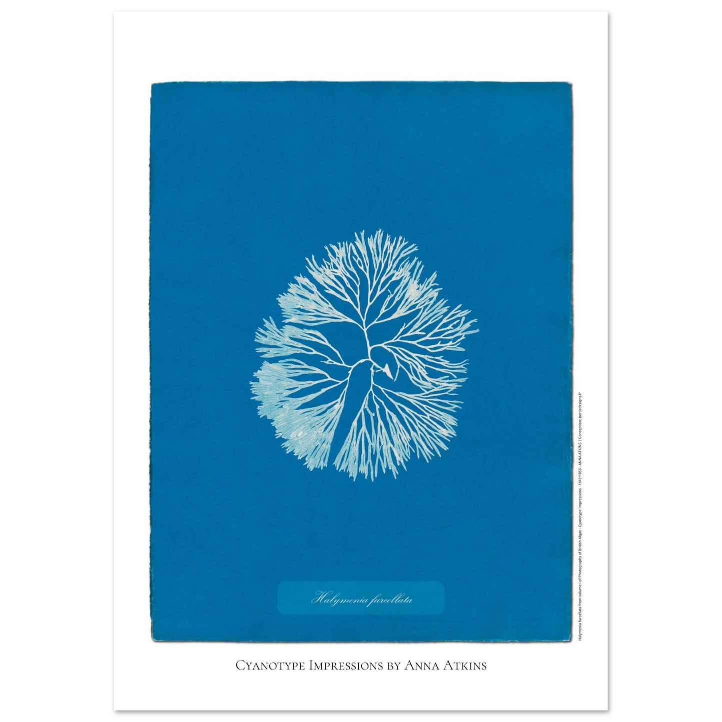 Planche d'algue Halymenia furcellata, cyanotype d'Anna Atkins (42x59,4 cm (A2)). Reproduction d'une cyanotypie d'Anna Atkins présentant l'algue Halymenia furcellata sur un fond bleu intense.