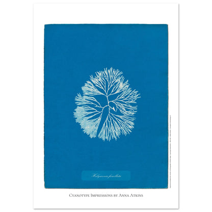 Planche d'algue Halymenia furcellata, cyanotype d'Anna Atkins (42x59,4 cm (A2)). Reproduction d'une cyanotypie d'Anna Atkins présentant l'algue Halymenia furcellata sur un fond bleu intense.