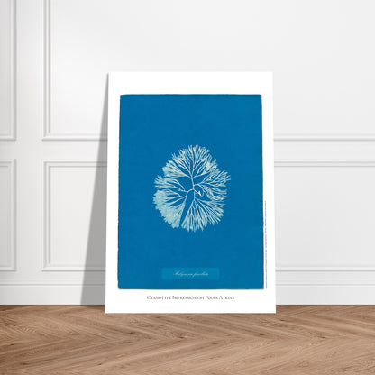 Planche d'algue Halymenia furcellata, cyanotype d'Anna Atkins. Reproduction d'une cyanotypie d'Anna Atkins présentant l'algue Halymenia furcellata sur un fond bleu intense. Image d'illustration 5