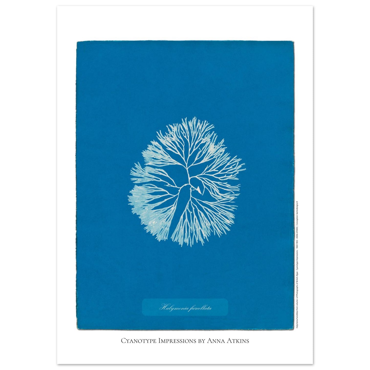 Planche d'algue Halymenia furcellata, cyanotype d'Anna Atkins (50x70 cm). Reproduction d'une cyanotypie d'Anna Atkins présentant l'algue Halymenia furcellata sur un fond bleu intense.