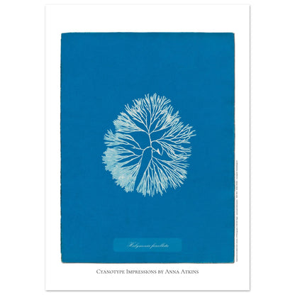 Planche d'algue Halymenia furcellata, cyanotype d'Anna Atkins (50x70 cm). Reproduction d'une cyanotypie d'Anna Atkins présentant l'algue Halymenia furcellata sur un fond bleu intense.