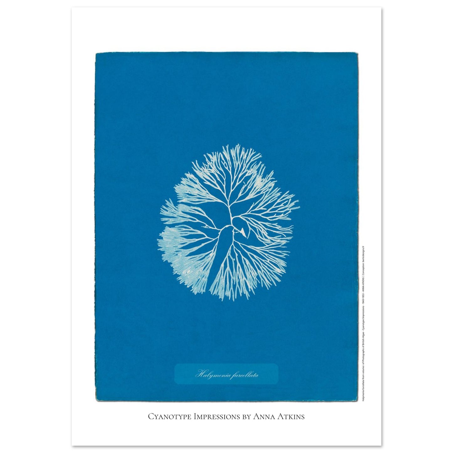 Planche d'algue Halymenia furcellata, cyanotype d'Anna Atkins (59,4x84,1 cm (A1)). Reproduction d'une cyanotypie d'Anna Atkins présentant l'algue Halymenia furcellata sur un fond bleu intense.