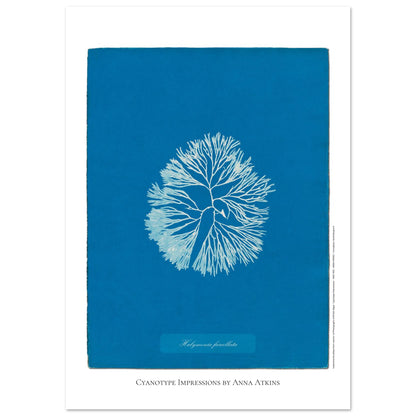 Planche d'algue Halymenia furcellata, cyanotype d'Anna Atkins (59,4x84,1 cm (A1)). Reproduction d'une cyanotypie d'Anna Atkins présentant l'algue Halymenia furcellata sur un fond bleu intense.