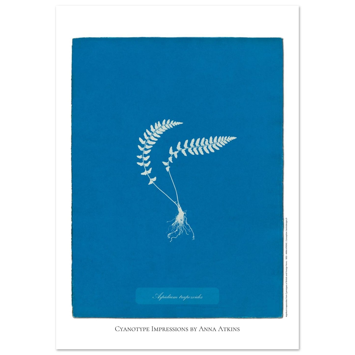 Aspidium trapezoides - Planche botanique en cyanotype par Anna Atkins (21x29,7 cm (A4)). Cyanotype d'une fougère de type Aspidium trapezoides, avec ses racines apparentes, sur fond bleu profond, mentionnant le nom de la plante et 'Cyanotype Impressions by Anna Atkins'.