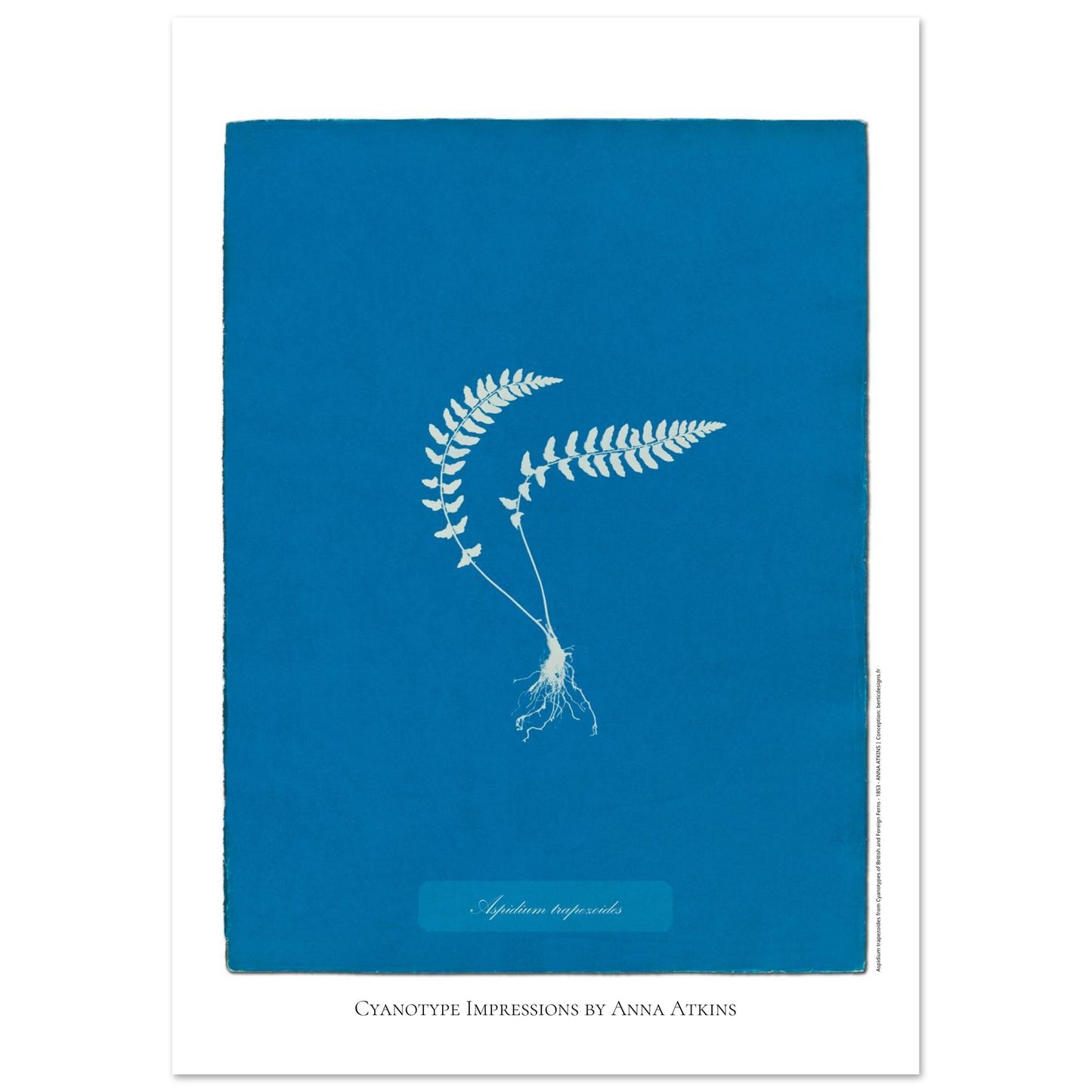 Aspidium trapezoides - Planche botanique en cyanotype par Anna Atkins (29,7x42 cm (A3)). Cyanotype d'une fougère de type Aspidium trapezoides, avec ses racines apparentes, sur fond bleu profond, mentionnant le nom de la plante et 'Cyanotype Impressions by Anna Atkins'.