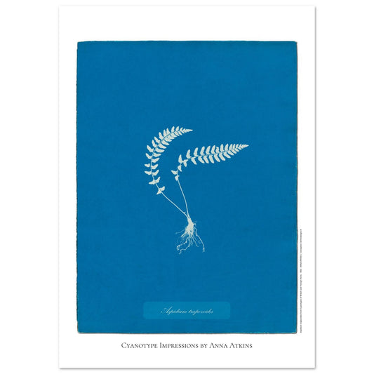 Aspidium trapezoides - Planche botanique en cyanotype par Anna Atkins (29,7x42 cm (A3)). Cyanotype d'une fougère de type Aspidium trapezoides, avec ses racines apparentes, sur fond bleu profond, mentionnant le nom de la plante et 'Cyanotype Impressions by Anna Atkins'.
