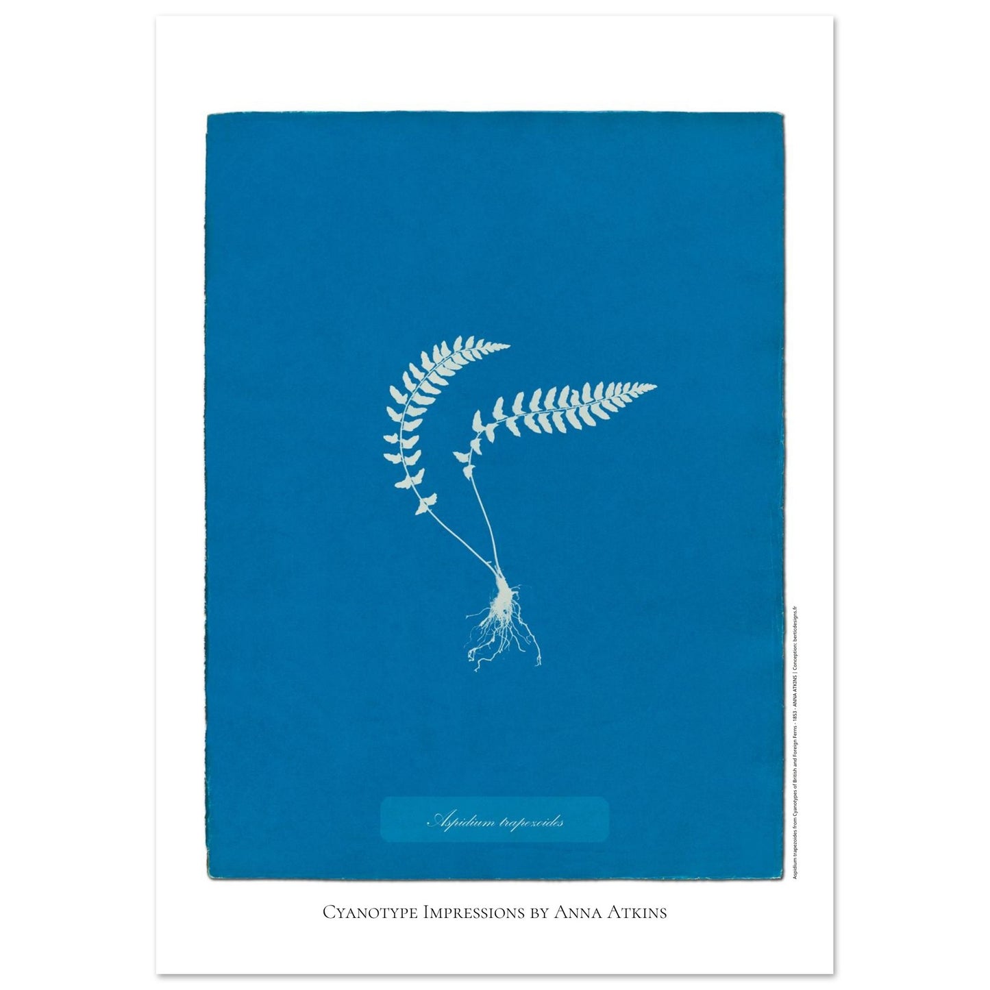 Aspidium trapezoides - Planche botanique en cyanotype par Anna Atkins (42x59,4 cm (A2)). Cyanotype d'une fougère de type Aspidium trapezoides, avec ses racines apparentes, sur fond bleu profond, mentionnant le nom de la plante et 'Cyanotype Impressions by Anna Atkins'.