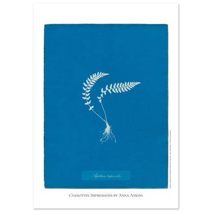Aspidium trapezoides - Planche botanique en cyanotype par Anna Atkins (42x59,4 cm (A2)). Cyanotype d'une fougère de type Aspidium trapezoides, avec ses racines apparentes, sur fond bleu profond, mentionnant le nom de la plante et 'Cyanotype Impressions by Anna Atkins'.