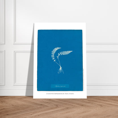 Aspidium trapezoides - Planche botanique en cyanotype par Anna Atkins. Cyanotype d'une fougère de type Aspidium trapezoides, avec ses racines apparentes, sur fond bleu profond, mentionnant le nom de la plante et 'Cyanotype Impressions by Anna Atkins'. Image d'illustration 5