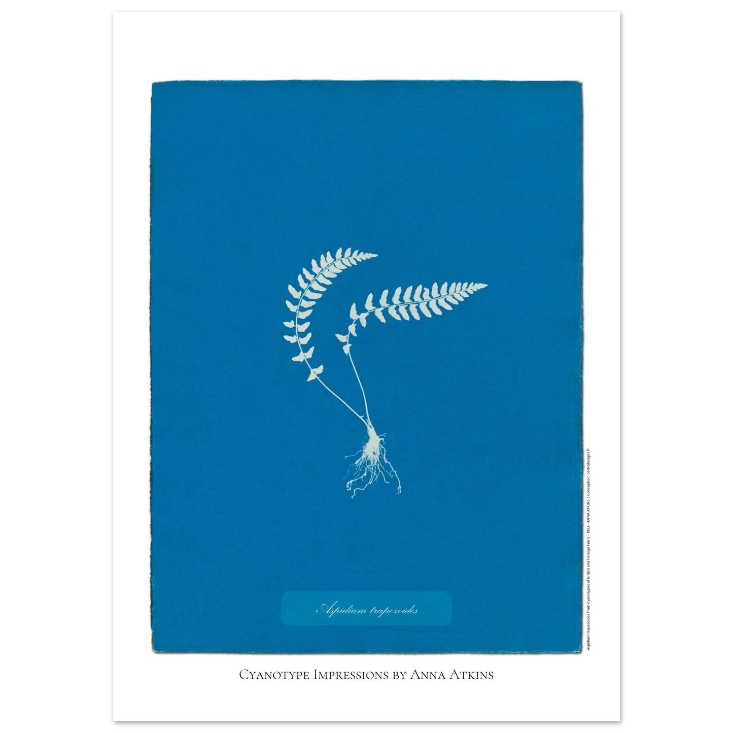 Aspidium trapezoides - Planche botanique en cyanotype par Anna Atkins (50x70 cm). Cyanotype d'une fougère de type Aspidium trapezoides, avec ses racines apparentes, sur fond bleu profond, mentionnant le nom de la plante et 'Cyanotype Impressions by Anna Atkins'.
