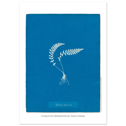 Aspidium trapezoides - Planche botanique en cyanotype par Anna Atkins (50x70 cm). Cyanotype d'une fougère de type Aspidium trapezoides, avec ses racines apparentes, sur fond bleu profond, mentionnant le nom de la plante et 'Cyanotype Impressions by Anna Atkins'.