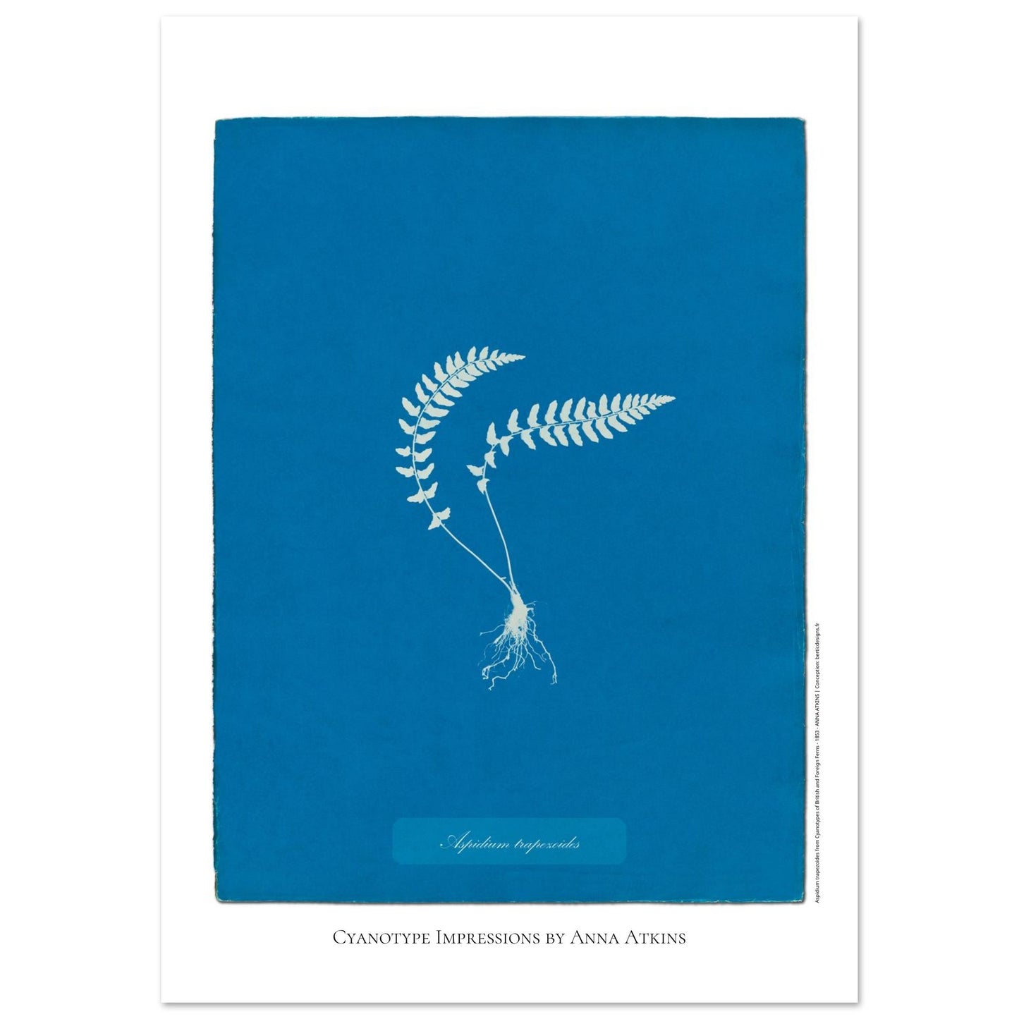 Aspidium trapezoides - Planche botanique en cyanotype par Anna Atkins (59,4x84,1 cm (A1)). Cyanotype d'une fougère de type Aspidium trapezoides, avec ses racines apparentes, sur fond bleu profond, mentionnant le nom de la plante et 'Cyanotype Impressions by Anna Atkins'.
