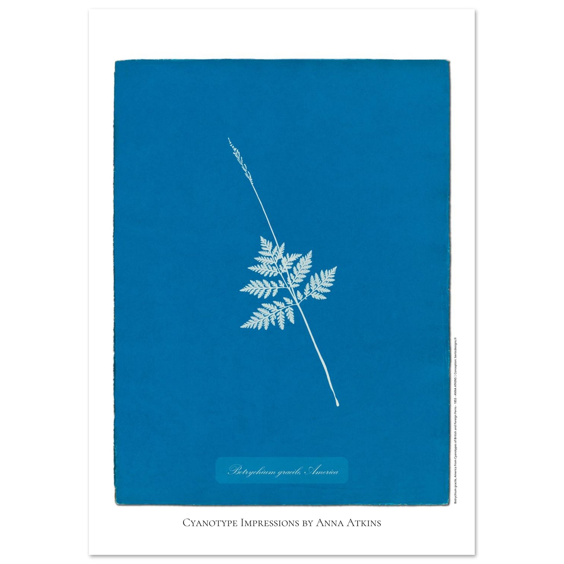 Botrychium gracile - Planche botanique en cyanotype d'Anna Atkins (21x29,7 cm (A4)). Cyanotype d'une fougère type Botrychium gracile originaire d'Amérique, sur fond bleu profond, avec le nom de la plante et la mention 'Cyanotype Impressions by Anna Atkins'.