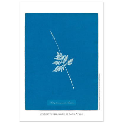 Botrychium gracile - Planche botanique en cyanotype d'Anna Atkins (21x29,7 cm (A4)). Cyanotype d'une fougère type Botrychium gracile originaire d'Amérique, sur fond bleu profond, avec le nom de la plante et la mention 'Cyanotype Impressions by Anna Atkins'.
