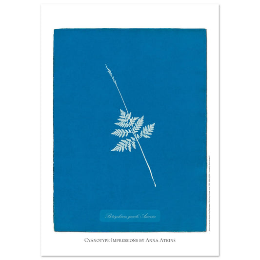 Botrychium gracile - Planche botanique en cyanotype d'Anna Atkins (29,7x42 cm (A3)). Cyanotype d'une fougère type Botrychium gracile originaire d'Amérique, sur fond bleu profond, avec le nom de la plante et la mention 'Cyanotype Impressions by Anna Atkins'.
