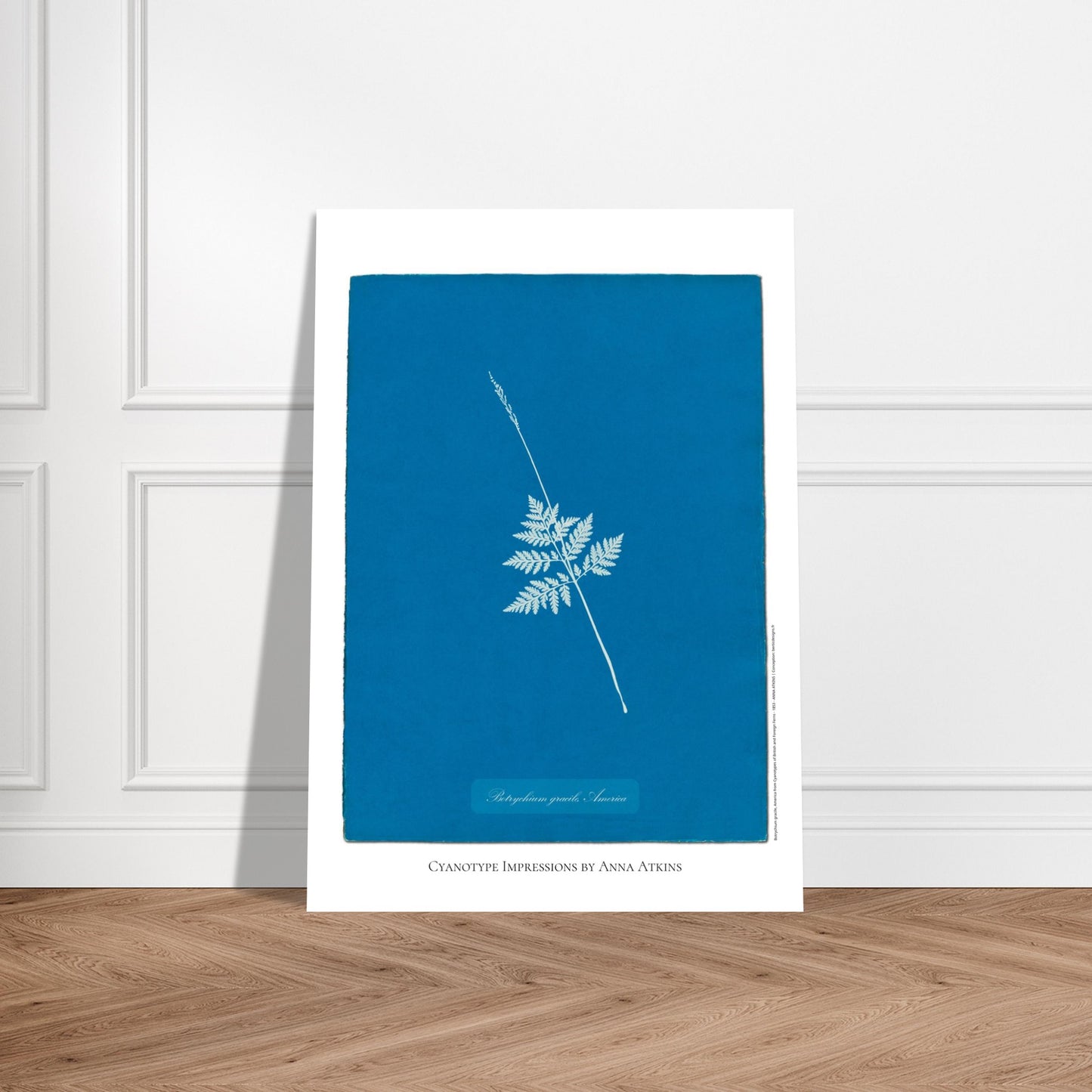Botrychium gracile - Planche botanique en cyanotype d'Anna Atkins. Cyanotype d'une fougère type Botrychium gracile originaire d'Amérique, sur fond bleu profond, avec le nom de la plante et la mention 'Cyanotype Impressions by Anna Atkins'. Image d'illustration 5