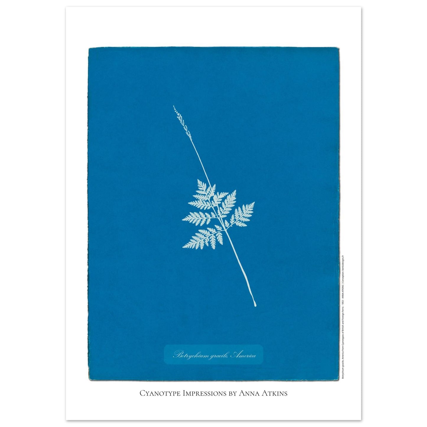 Botrychium gracile - Planche botanique en cyanotype d'Anna Atkins (50x70 cm). Cyanotype d'une fougère type Botrychium gracile originaire d'Amérique, sur fond bleu profond, avec le nom de la plante et la mention 'Cyanotype Impressions by Anna Atkins'.