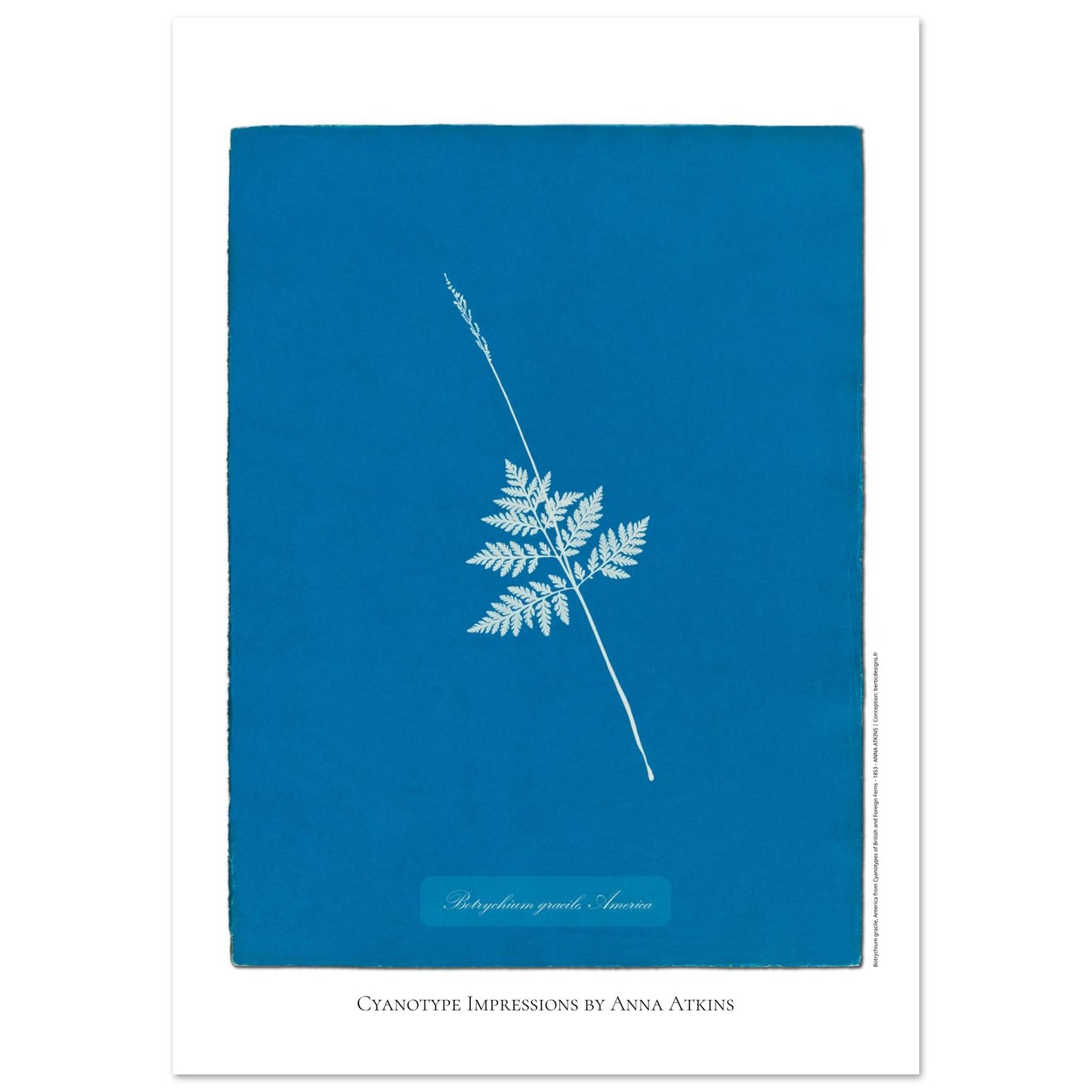 Botrychium gracile - Planche botanique en cyanotype d'Anna Atkins (59,4x84,1 cm (A1)). Cyanotype d'une fougère type Botrychium gracile originaire d'Amérique, sur fond bleu profond, avec le nom de la plante et la mention 'Cyanotype Impressions by Anna Atkins'.