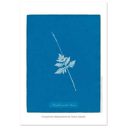 Botrychium gracile - Planche botanique en cyanotype d'Anna Atkins (59,4x84,1 cm (A1)). Cyanotype d'une fougère type Botrychium gracile originaire d'Amérique, sur fond bleu profond, avec le nom de la plante et la mention 'Cyanotype Impressions by Anna Atkins'.