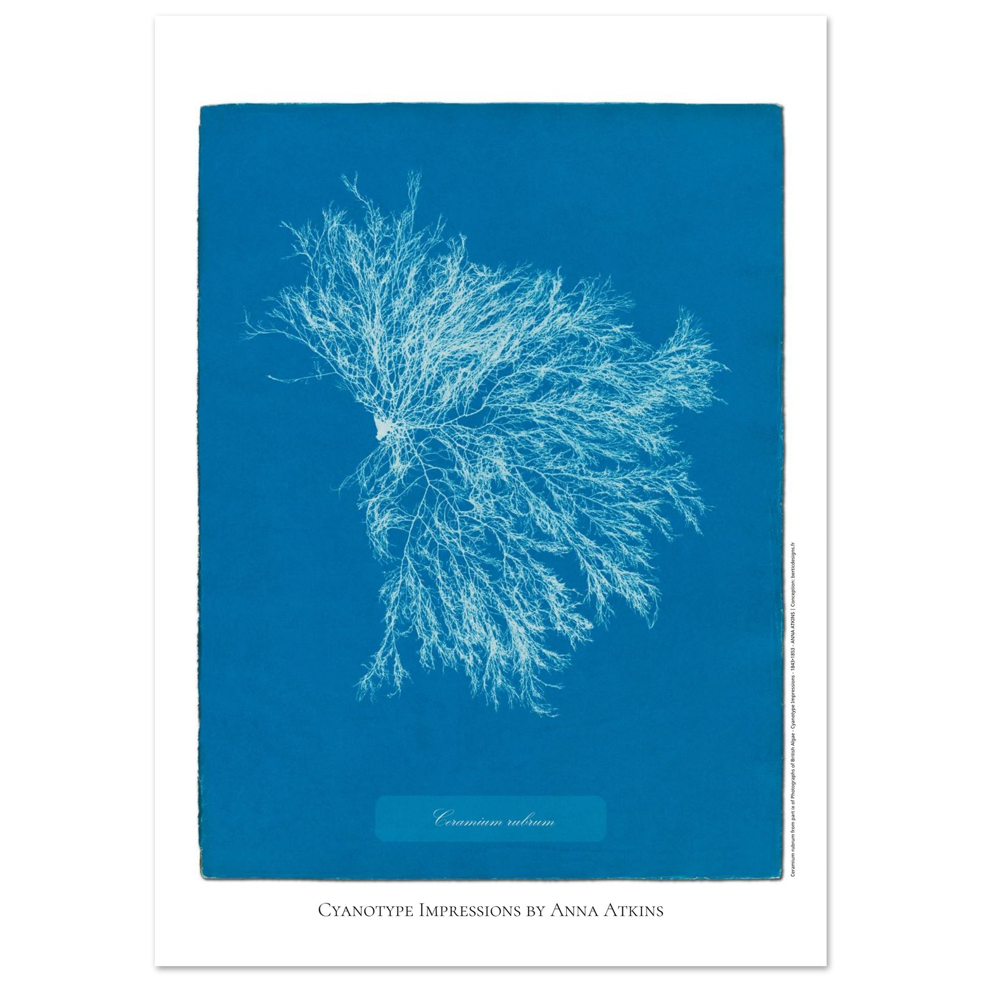 Illustration Ceramium rubrum, cyanotype ancien d'Anna Atkins (21x29,7 cm (A4)). Cyanotype historique d'Anna Atkins présentant l'algue Ceramium rubrum, avec un motif ramifié blanc sur fond bleu.