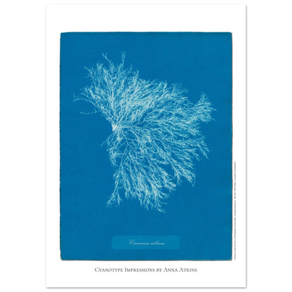 Illustration Ceramium rubrum, cyanotype ancien d'Anna Atkins (29,7x42 cm (A3)). Cyanotype historique d'Anna Atkins présentant l'algue Ceramium rubrum, avec un motif ramifié blanc sur fond bleu.