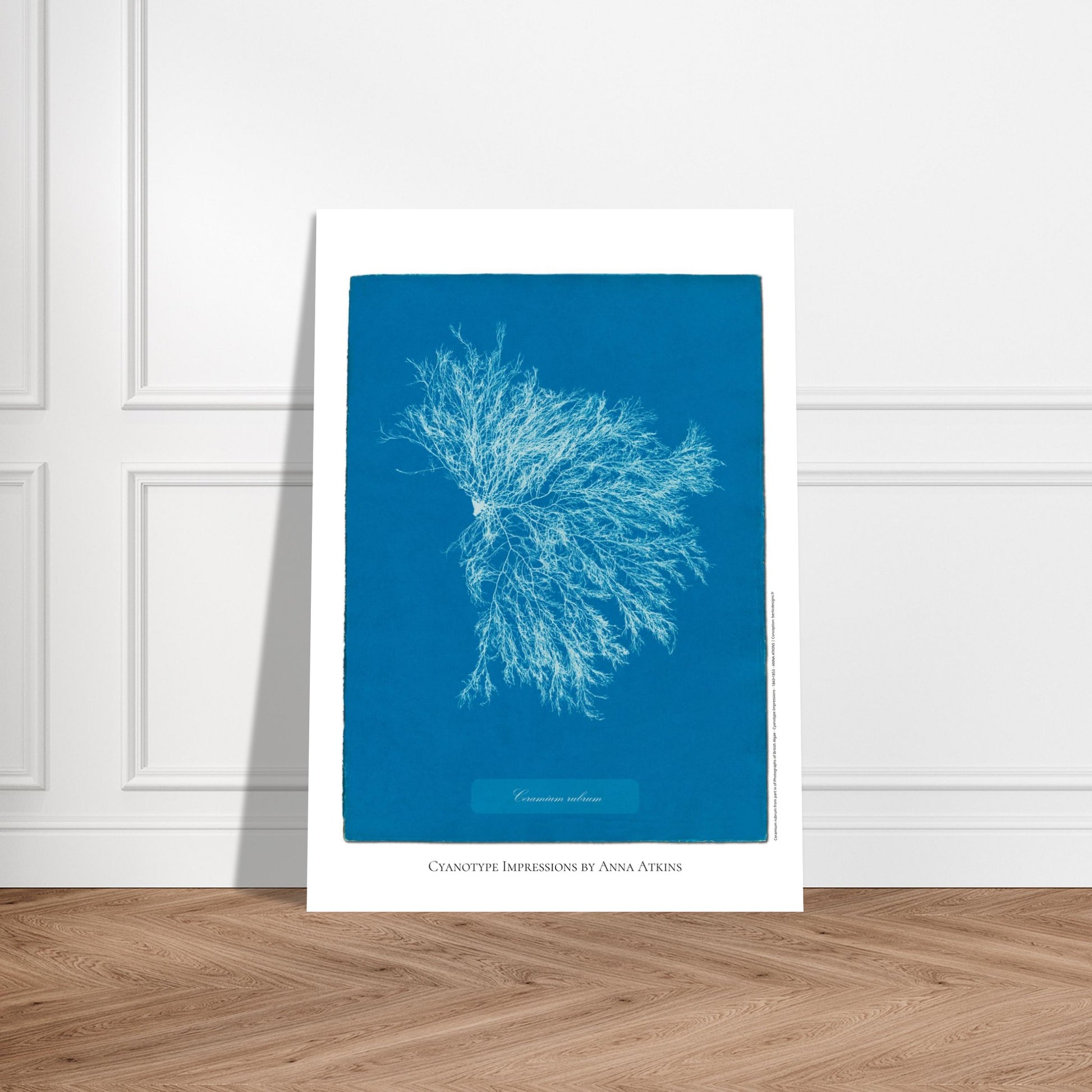 Illustration Ceramium rubrum, cyanotype ancien d'Anna Atkins. Cyanotype historique d'Anna Atkins présentant l'algue Ceramium rubrum, avec un motif ramifié blanc sur fond bleu. Image d'illustration 5