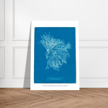 Illustration Ceramium rubrum, cyanotype ancien d'Anna Atkins. Cyanotype historique d'Anna Atkins présentant l'algue Ceramium rubrum, avec un motif ramifié blanc sur fond bleu. Image d'illustration 5