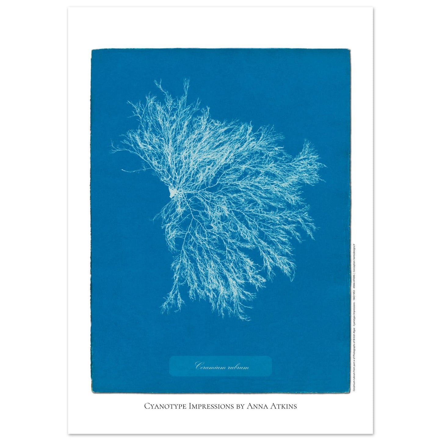 Illustration Ceramium rubrum, cyanotype ancien d'Anna Atkins (50x70 cm). Cyanotype historique d'Anna Atkins présentant l'algue Ceramium rubrum, avec un motif ramifié blanc sur fond bleu.