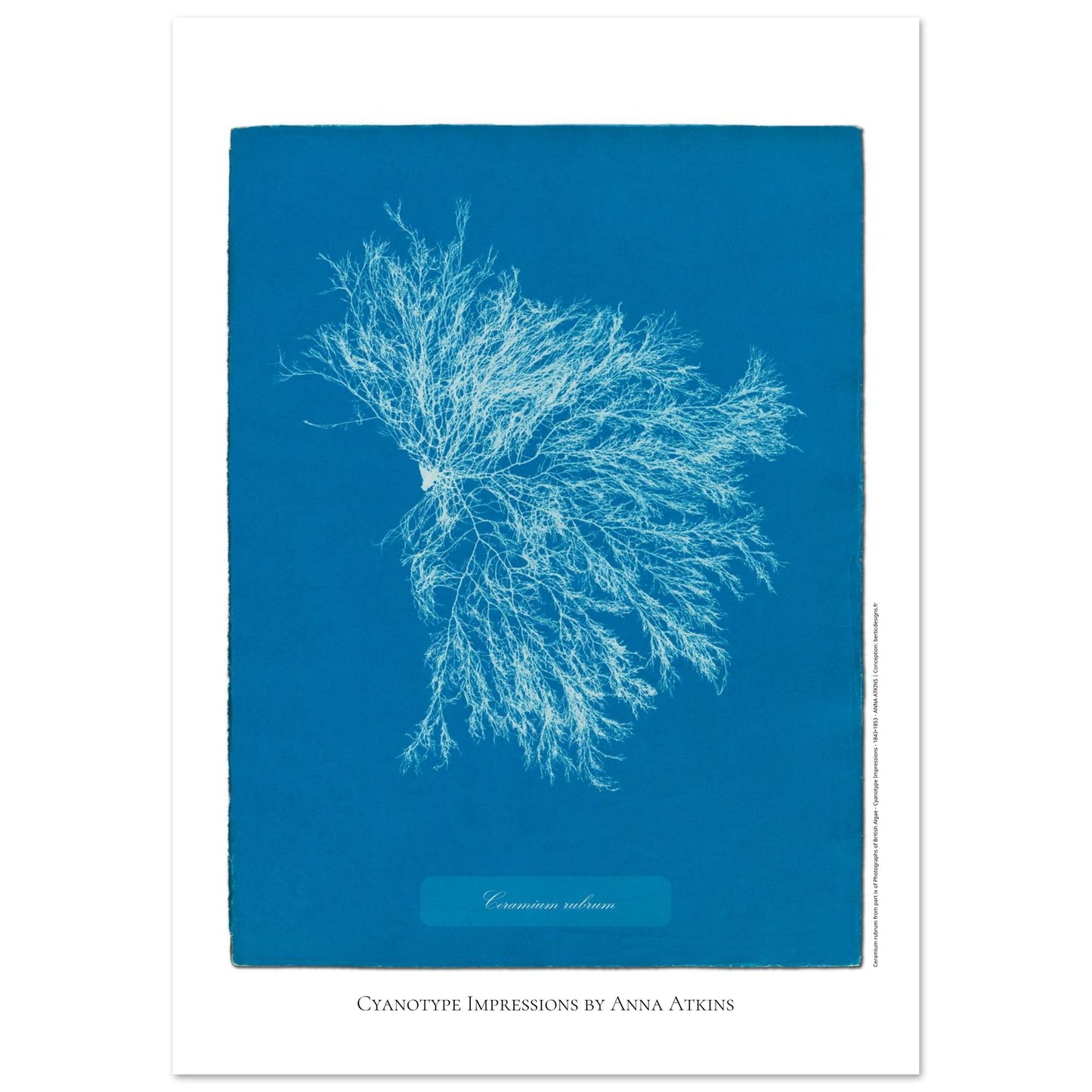 Illustration Ceramium rubrum, cyanotype ancien d'Anna Atkins (59,4x84,1 cm (A1)). Cyanotype historique d'Anna Atkins présentant l'algue Ceramium rubrum, avec un motif ramifié blanc sur fond bleu.