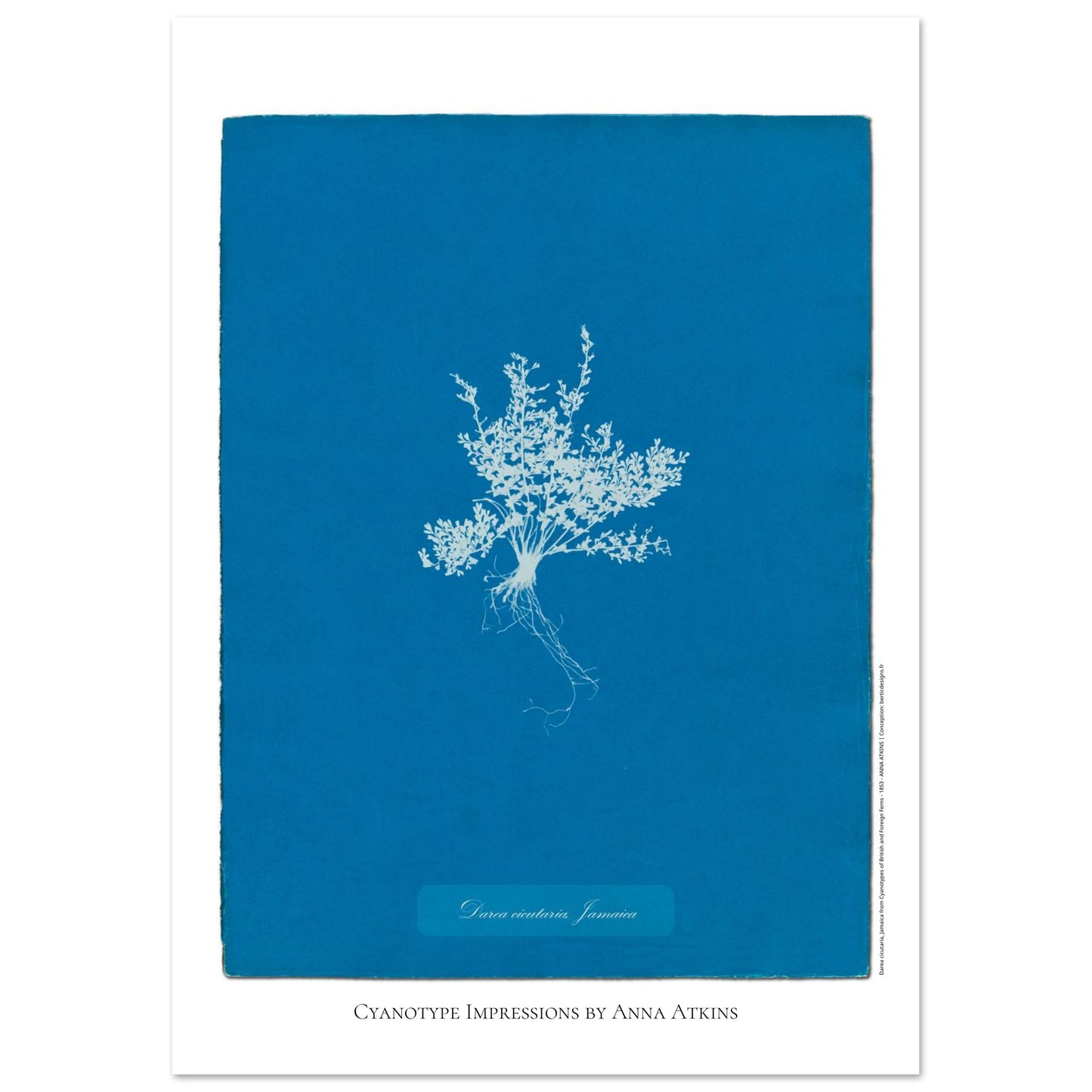Darea cicutaria - Cyanotype de fougère de Jamaïque par Anna Atkins (21x29,7 cm (A4)). Cyanotype d'une fougère de type Darea cicutaria originaire de Jamaïque, sur fond bleu profond, avec le nom de la plante et la mention 'Cyanotype Impressions by Anna Atkins'.