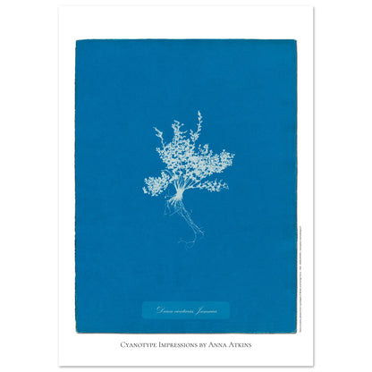 Darea cicutaria - Cyanotype de fougère de Jamaïque par Anna Atkins (21x29,7 cm (A4)). Cyanotype d'une fougère de type Darea cicutaria originaire de Jamaïque, sur fond bleu profond, avec le nom de la plante et la mention 'Cyanotype Impressions by Anna Atkins'.