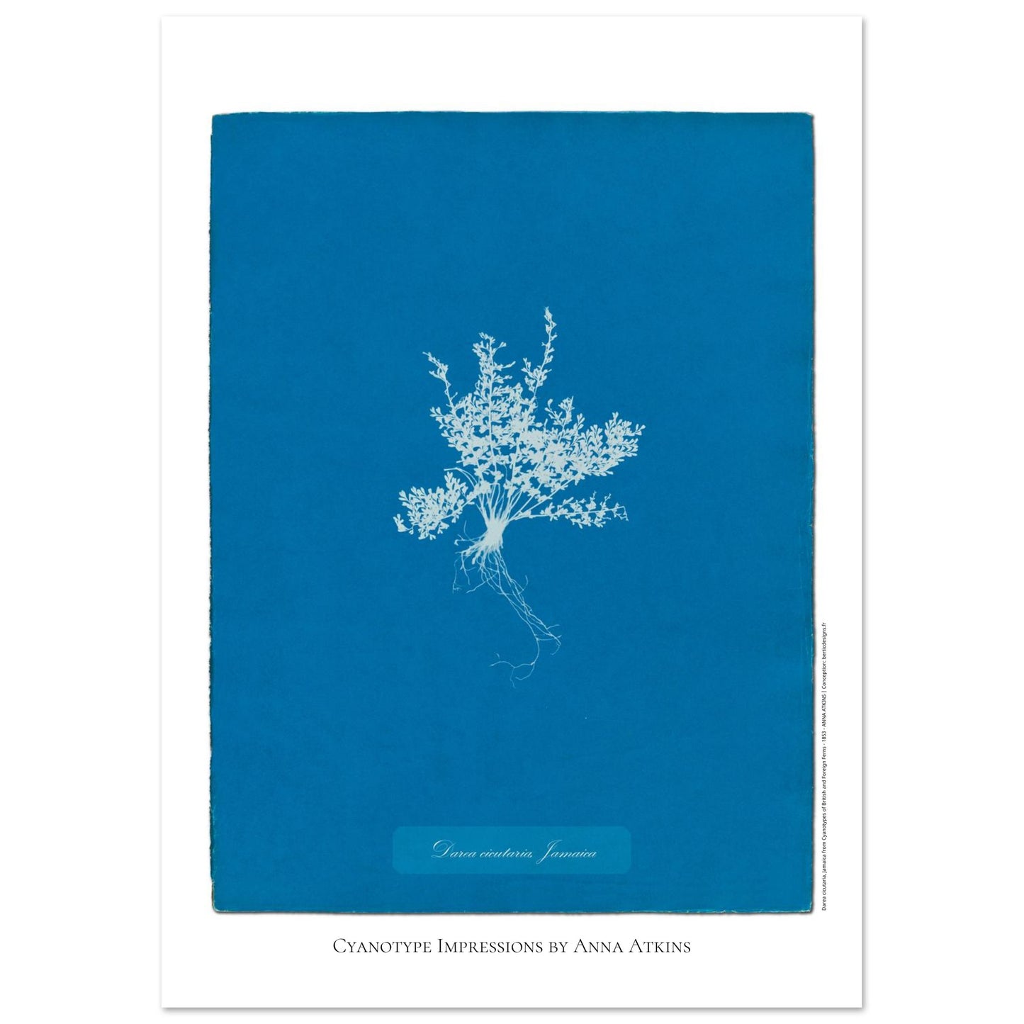 Darea cicutaria - Cyanotype de fougère de Jamaïque par Anna Atkins (29,7x42 cm (A3)). Cyanotype d'une fougère de type Darea cicutaria originaire de Jamaïque, sur fond bleu profond, avec le nom de la plante et la mention 'Cyanotype Impressions by Anna Atkins'.