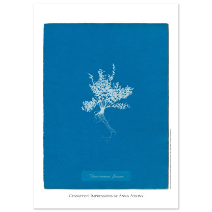 Darea cicutaria - Cyanotype de fougère de Jamaïque par Anna Atkins (29,7x42 cm (A3)). Cyanotype d'une fougère de type Darea cicutaria originaire de Jamaïque, sur fond bleu profond, avec le nom de la plante et la mention 'Cyanotype Impressions by Anna Atkins'.