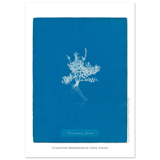 Darea cicutaria - Cyanotype de fougère de Jamaïque par Anna Atkins (29,7x42 cm (A3)). Cyanotype d'une fougère de type Darea cicutaria originaire de Jamaïque, sur fond bleu profond, avec le nom de la plante et la mention 'Cyanotype Impressions by Anna Atkins'.