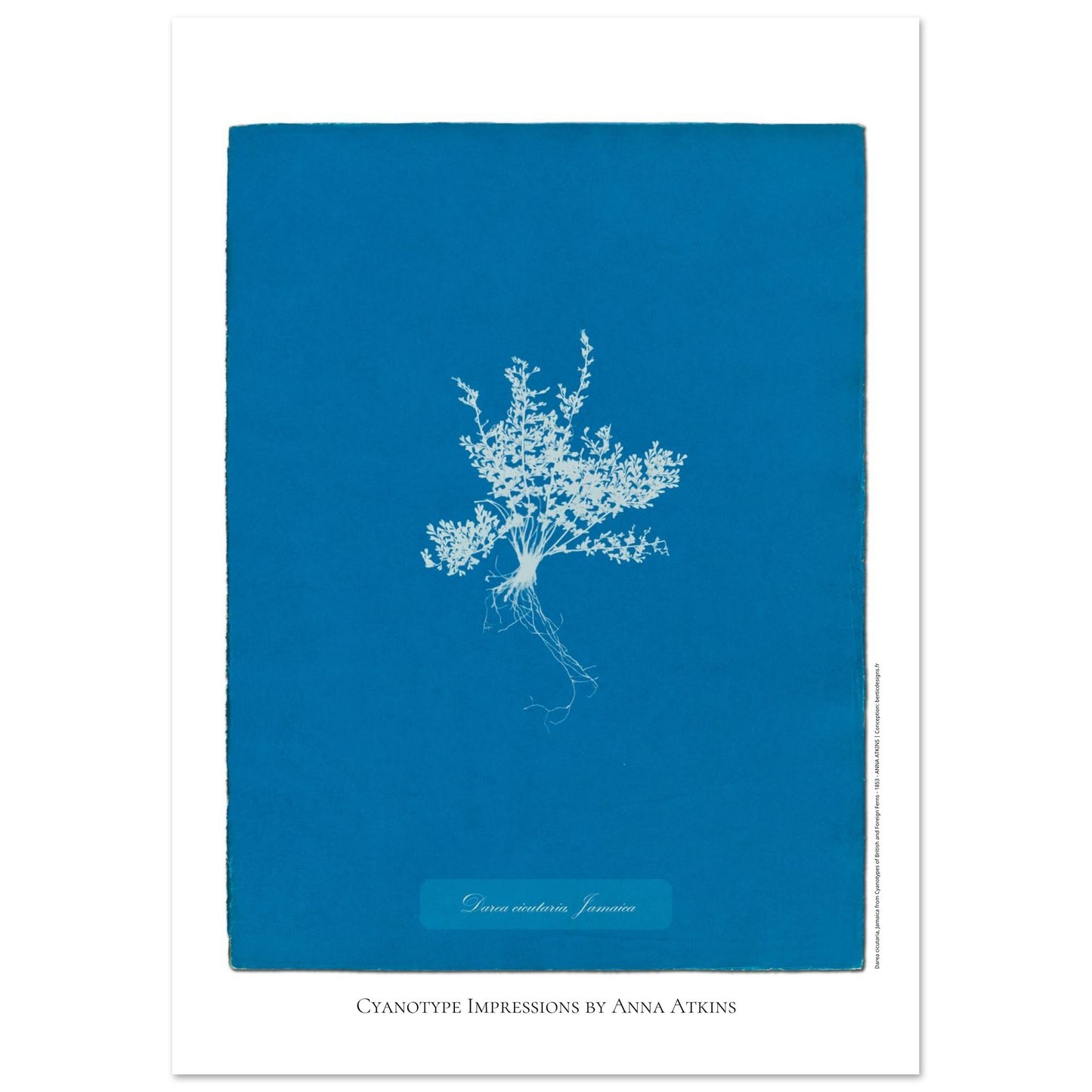 Darea cicutaria - Cyanotype de fougère de Jamaïque par Anna Atkins (42x59,4 cm (A2)). Cyanotype d'une fougère de type Darea cicutaria originaire de Jamaïque, sur fond bleu profond, avec le nom de la plante et la mention 'Cyanotype Impressions by Anna Atkins'.