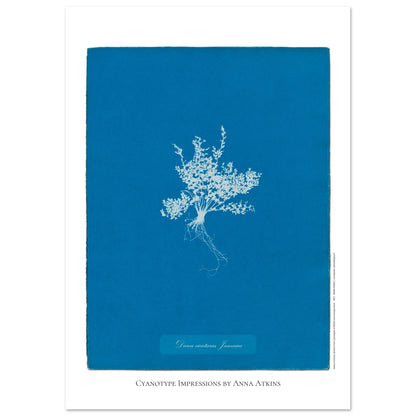 Darea cicutaria - Cyanotype de fougère de Jamaïque par Anna Atkins (42x59,4 cm (A2)). Cyanotype d'une fougère de type Darea cicutaria originaire de Jamaïque, sur fond bleu profond, avec le nom de la plante et la mention 'Cyanotype Impressions by Anna Atkins'.