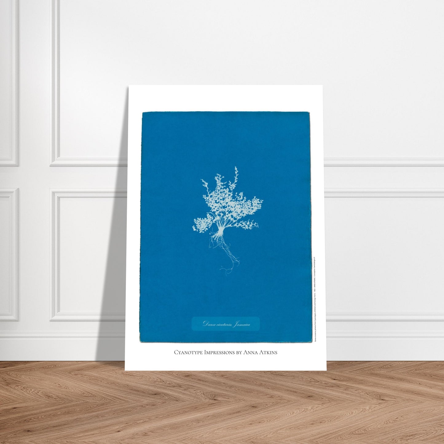 Darea cicutaria - Cyanotype de fougère de Jamaïque par Anna Atkins. Cyanotype d'une fougère de type Darea cicutaria originaire de Jamaïque, sur fond bleu profond, avec le nom de la plante et la mention 'Cyanotype Impressions by Anna Atkins'. Image d'illustration 5