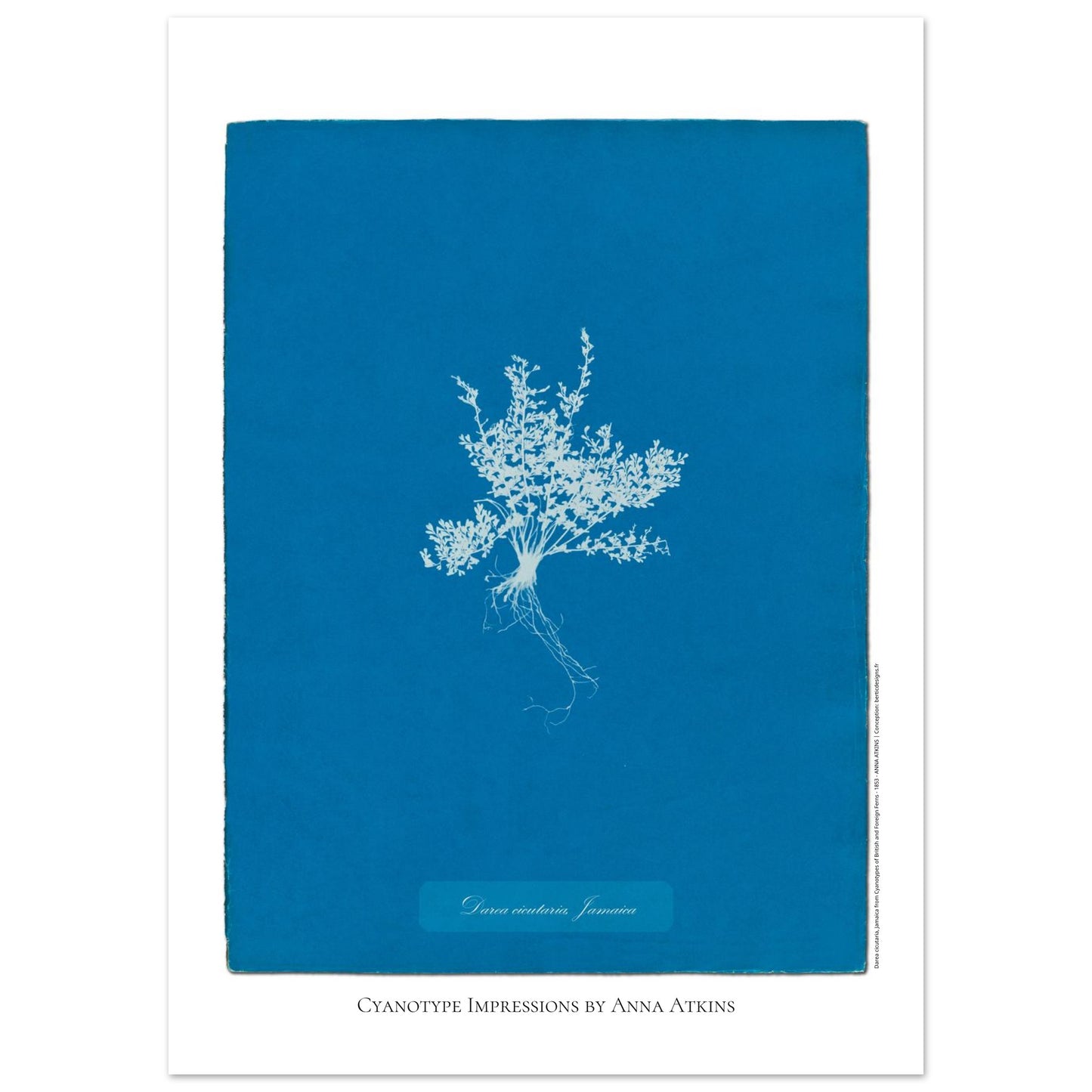 Darea cicutaria - Cyanotype de fougère de Jamaïque par Anna Atkins (50x70 cm). Cyanotype d'une fougère de type Darea cicutaria originaire de Jamaïque, sur fond bleu profond, avec le nom de la plante et la mention 'Cyanotype Impressions by Anna Atkins'.