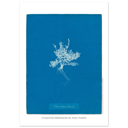 Darea cicutaria - Cyanotype de fougère de Jamaïque par Anna Atkins (50x70 cm). Cyanotype d'une fougère de type Darea cicutaria originaire de Jamaïque, sur fond bleu profond, avec le nom de la plante et la mention 'Cyanotype Impressions by Anna Atkins'.