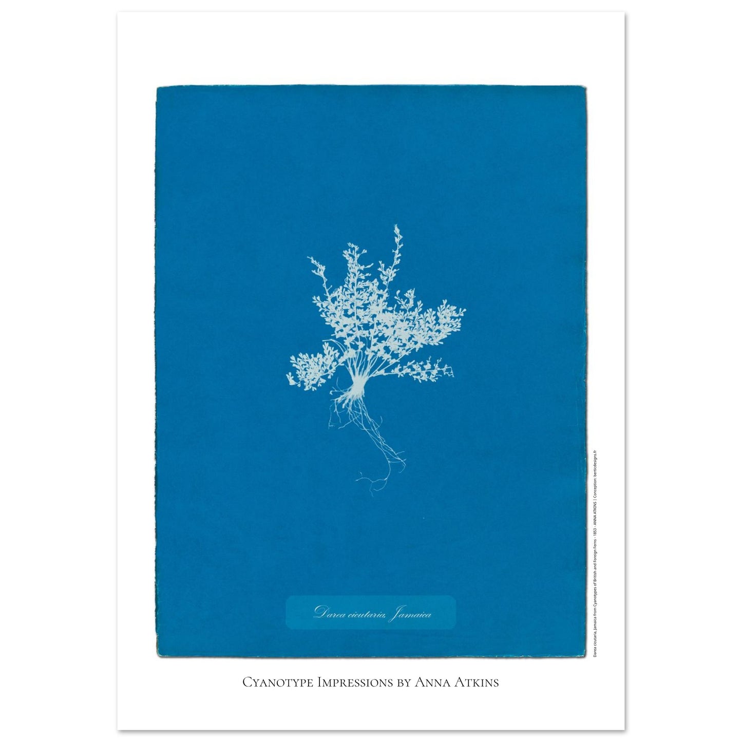Darea cicutaria - Cyanotype de fougère de Jamaïque par Anna Atkins (59,4x84,1 cm (A1)). Cyanotype d'une fougère de type Darea cicutaria originaire de Jamaïque, sur fond bleu profond, avec le nom de la plante et la mention 'Cyanotype Impressions by Anna Atkins'.