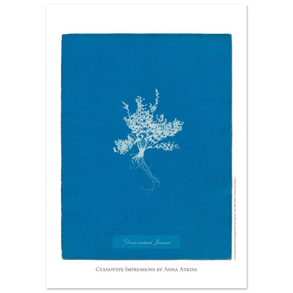 Darea cicutaria - Cyanotype de fougère de Jamaïque par Anna Atkins (59,4x84,1 cm (A1)). Cyanotype d'une fougère de type Darea cicutaria originaire de Jamaïque, sur fond bleu profond, avec le nom de la plante et la mention 'Cyanotype Impressions by Anna Atkins'.
