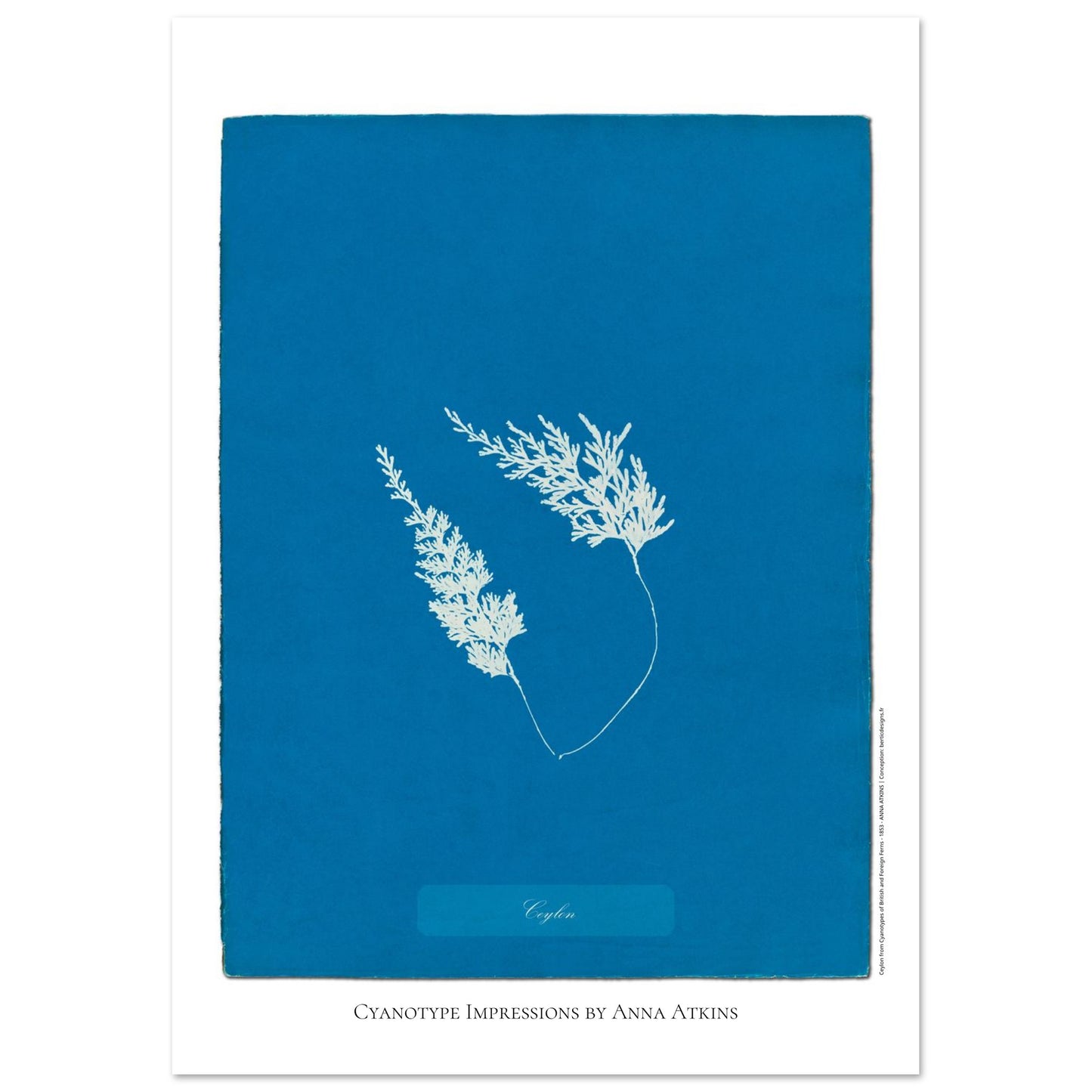 Fougère de Ceylan - Planche botanique cyanotype d'Anna Atkins (21x29,7 cm (A4)). Cyanotype d'une fougère originaire de Ceylan sur fond bleu profond, avec son nom 'Ceylon' inscrit et la mention 'Cyanotype Impressions by Anna Atkins'.