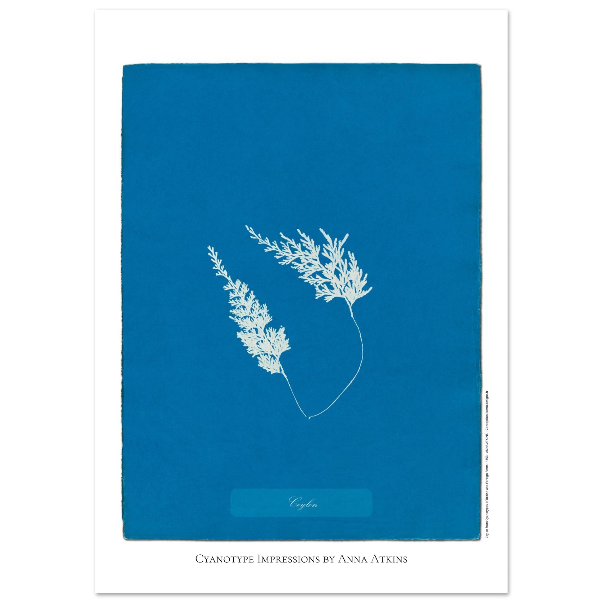 Fougère de Ceylan - Planche botanique cyanotype d'Anna Atkins (21x29,7 cm (A4)). Cyanotype d'une fougère originaire de Ceylan sur fond bleu profond, avec son nom 'Ceylon' inscrit et la mention 'Cyanotype Impressions by Anna Atkins'.